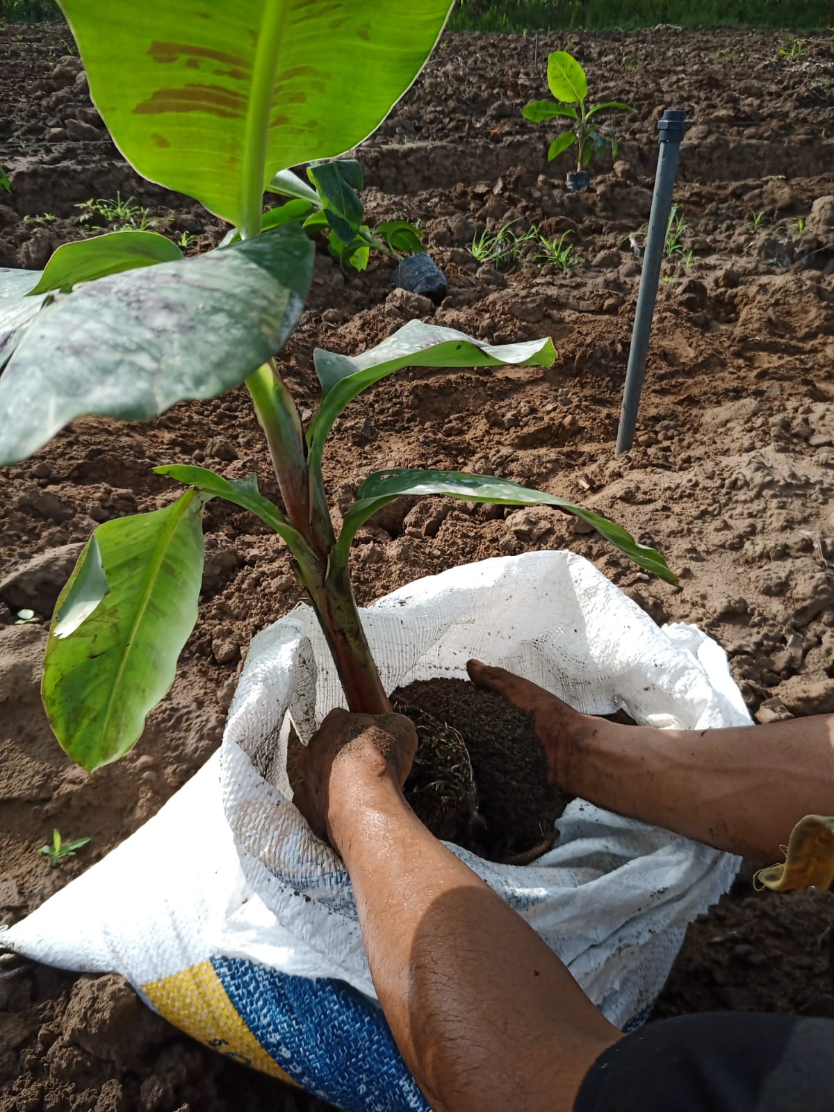 Aplicación de Compostaje Controlado durante la siembra de una planta de banano