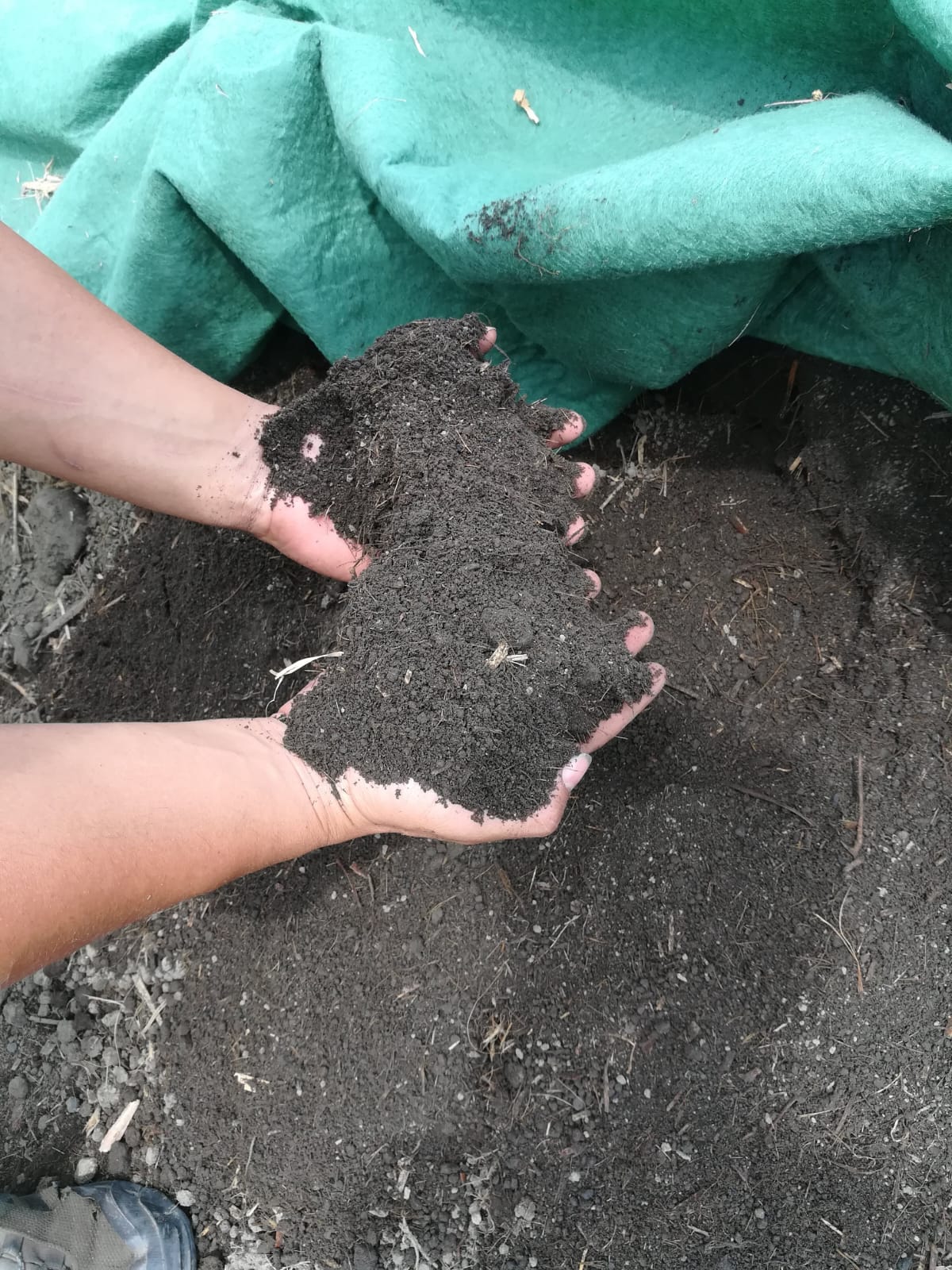Compost maduro sostenido entre las manos para observar su textura