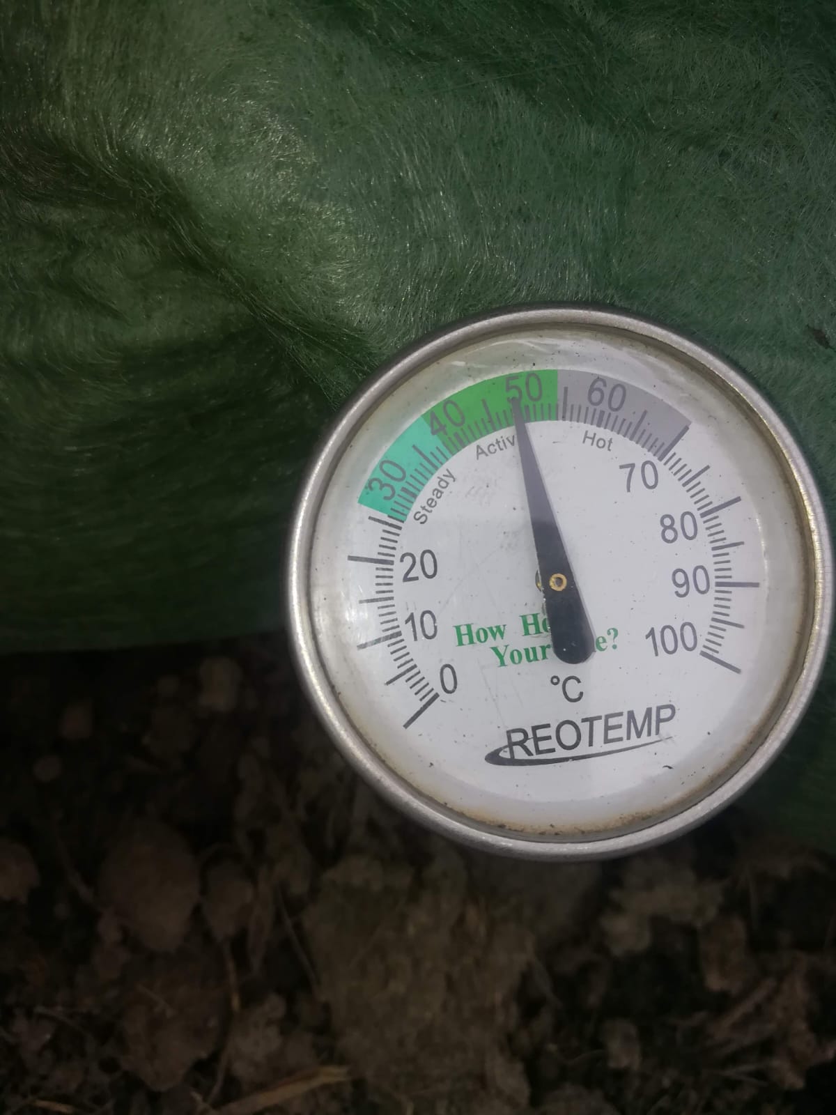 Termómetro de compost insertado bajo el cobertor de una hilera